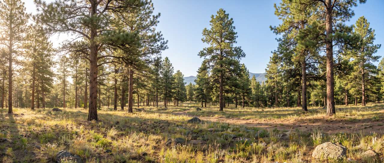 Ponderosa pine limbed up cleanly with low branches removed on a foothills property