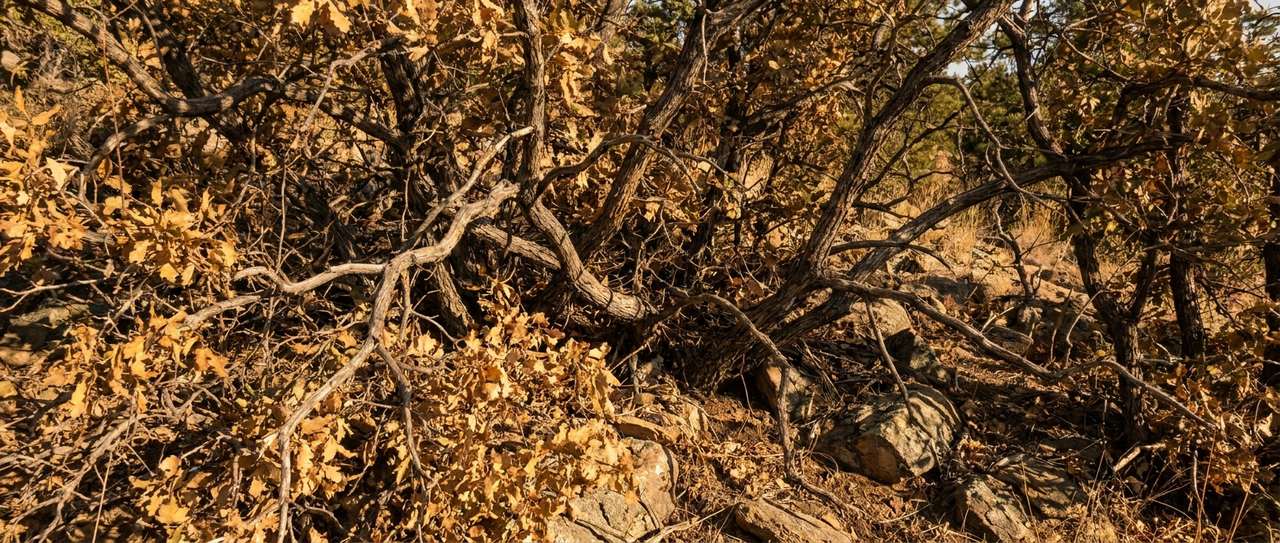 Dense Gambel oak thicket growing across a rocky Front Range hillside