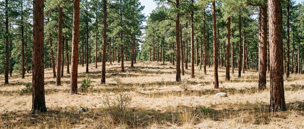 Open, well-spaced ponderosa pine stand with a clean grassy floor in the Front Range foothills